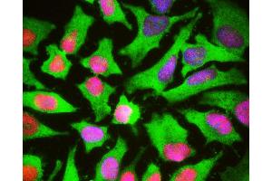 HeLa cells stained with HSBP1 antibody (green), and counterstained with monoclonal antibody to High mobility Group B protein 1 (HMGB1, red) 1F3 and DNA (blue).