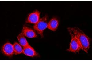 IF analysis of RPL29 using anti-RPL29 antibody (ABIN7600993). (RPL29 antibody  (AA 27-153))