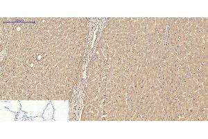 Immunohistochemistry of paraffin-embedded Human lung tissue using TTR Monoclonal Antibody at dilution of 1:200. (TTR antibody)