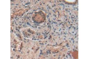 IHC-P analysis of Rat Tissue, with DAB staining. (CCL21 antibody  (AA 5-132))
