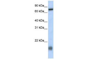 C21ORF13 antibody used at 1 ug/ml to detect target protein. (LCA5L antibody  (N-Term))