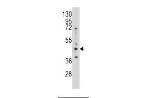 Western blot analysis of anti-AHCY Pab (ABIN389201 and ABIN2839361) in 293 cell line lysates (35 μg/lane). (AHCY antibody  (N-Term))