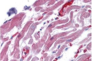 ABIN185434 (3. (RAE1 antibody  (C-Term))