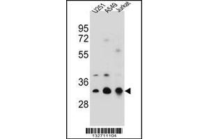 Western blot analysis in U251,A549,Jurkat cell line lysates (35ug/lane). (Tropomyosin 4 antibody  (N-Term))