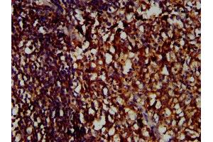 IHC image of ABIN7158264 diluted at 1:400 and staining in paraffin-embedded human tonsil tissue performed on a Leica BondTM system. (LILRB1 antibody  (AA 483-650))