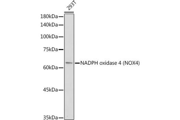 NADPH Oxidase 4 antibody  (AA 328-578)