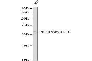 NADPH Oxidase 4 anticorps  (AA 328-578)