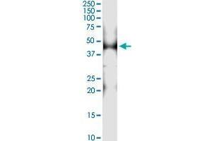 Immunoprecipitation of PTRF transfected lysate using rabbit polyclonal anti-PTRF and Protein A Magnetic Bead (PTRF (Human) IP-WB Antibody Pair)