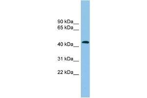WB Suggested Anti-ACTR1B Antibody Titration: 0. (ACTR1B antibody  (Middle Region))