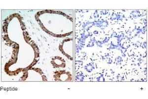 Image no. 1 for anti-14-3-3 zeta (YWHAZ) (Ser58) antibody (ABIN197404) (14-3-3 zeta antibody  (Ser58))