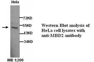 Image no. 1 for anti-Methyl-CpG Binding Domain Protein 2 (MBD2) antibody (ABIN790915)