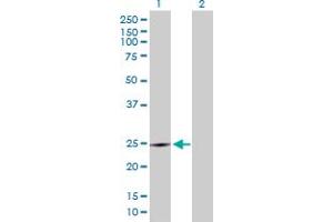 Western Blot analysis of CRK expression in transfected 293T cell line by CRK MaxPab polyclonal antibody. (Crk antibody  (AA 1-204))