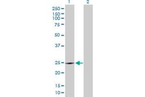 Western Blot analysis of CRK expression in transfected 293T cell line by CRK MaxPab polyclonal antibody.