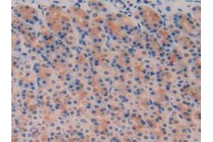 IHC-P analysis of Rat Stomach Tissue, with DAB staining. (TFF3 antibody  (AA 23-81))