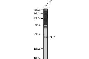 Western blot analysis of extracts of Rat brain, using IL18 antibody (ABIN7267992) at 1:1000 dilution. (IL-18 antibody)