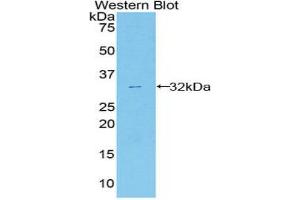 Western Blotting (WB) image for anti-Annexin A6 (ANXA6) (AA 251-504) antibody (ABIN1858033) (ANXA6 antibody  (AA 251-504))