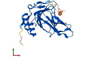 AlphaFold protein structure predicition of Mouse Recombinant Cdo1 Protein, UniprotID P60334