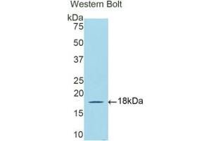 Western blot analysis of the recombinant protein. (DBR1 antibody  (AA 243-372))