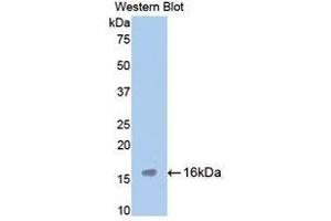 Western Blotting (WB) image for anti-Tryptase alpha/beta 1 (TPSAB1) (AA 149-273) antibody (ABIN1860850) (TPSAB1 antibody  (AA 149-273))