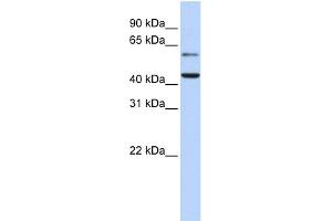 WB Suggested Anti-CMAS Antibody Titration:  0. (CMAS antibody  (N-Term))