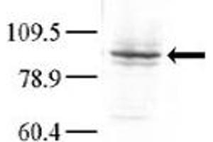 Western blot analysis of anti-GLK Pab (ABIN392541 and ABIN2842091) in Hela cell lysate. (MAP4K3 antibody  (C-Term))