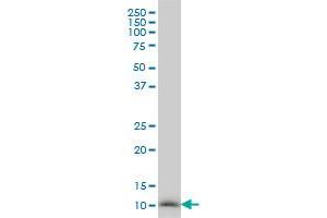 NDUFB3 antibody  (AA 13-65)