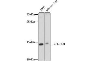 Western blot analysis of extracts of various cell lines, using CHCHD1 antibody (ABIN7266447) at 1000 dilution. (CHCHD1 antibody  (AA 1-118))