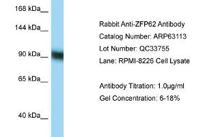 Western Blotting (WB) image for anti-Zinc Finger Protein 62 (ZFP62) (C-Term) antibody (ABIN2789378) (Zinc Finger Protein 62 (ZFP62) (C-Term) antibody)