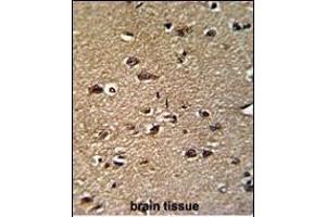 Immunohistochemistry (Paraffin-embedded Sections) (IHC (p)) image for anti-Glycine C-Acetyltransferase (GCAT) (AA 155-181) antibody (ABIN391717)