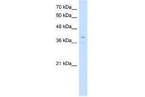 WB Suggested Anti-LSAMP Antibody Titration:  0. (LSAMP antibody  (N-Term))