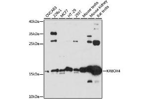 Western blot analysis of extracts of various cell lines, using KRBOX4 antibody  at 1:3000 dilution. (KRAB Box Domain Containing 4 (KRBOX4) (C-Term) antibody)