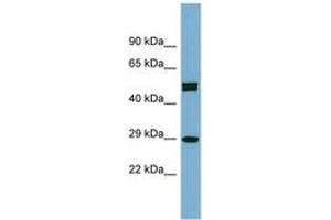 Image no. 1 for anti-Homeobox C8 (HOXC8) (AA 107-156) antibody (ABIN6742085) (HOXC8 antibody  (AA 107-156))