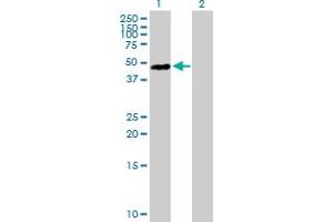 Western Blot analysis of HNRNPD expression in transfected 293T cell line by HNRNPD MaxPab polyclonal antibody. (HNRNPD/AUF1 antibody  (AA 1-355))