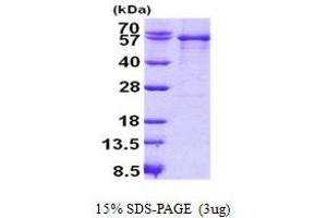 Image no. 1 for Serpin Peptidase Inhibitor, Clade G (C1 Inhibitor), Member 1 (SERPING1) protein (His tag) (ABIN1098793)