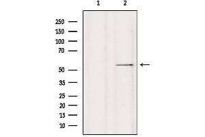 Western blot analysis of extracts from HepG2, using HDAC2 Antibody. (HDAC2 antibody  (Internal Region))