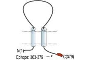 Representative domain view of the target of ABIN7043574.