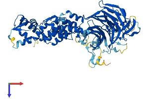 AlphaFold protein structure predicition of Human Recombinant KBTBD12 Protein, UniprotID Q3ZCT8
