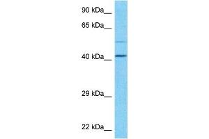Host:  Rabbit  Target Name:  PLD3  Sample Type:  U937 Whole Cell lysates  Antibody Dilution:  1.