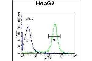 ITIH2 Antibody (C-term) (ABIN390667 and ABIN2840962) flow cytometric analysis of HepG2 cells (right histogram) compared to a negative control cell (left histogram). (ITIH2 antibody  (C-Term))