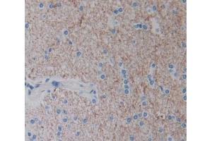 IHC-P analysis of Kidney tissue, with DAB staining. (Neurotrypsin antibody  (AA 17-235))