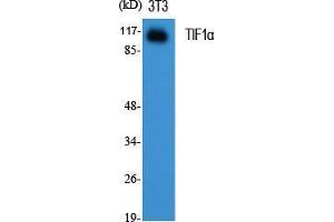 Western Blot (WB) analysis of specific cells using TIF1alpha Polyclonal Antibody.