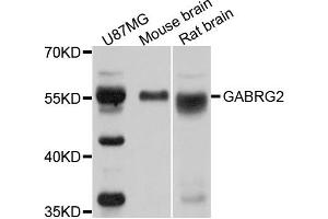 Western blot analysis of extracts of various cells, using GABRG2 antibody. (GABRG2 antibody)