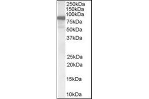Antibody (0. (VAV3 antibody  (Internal Region))