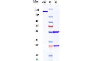 Anti-VEGFR2 / KDR / CD309 Reference Antibody (ramucirumab) on SDS-PAGE under reducing (R) condition. (Recombinant VEGFR2 (Ramucirumab Biosimilar) antibody)
