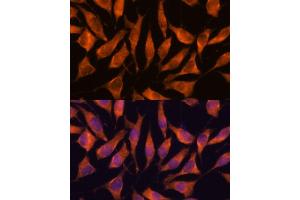 Immunofluorescence analysis of L929 cells using LHPP antibody (ABIN7269358) at dilution of 1:100. (LHPP antibody  (AA 1-270))
