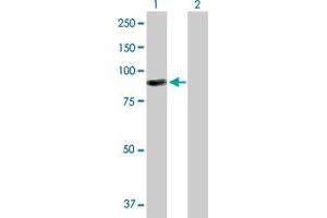 Western Blot analysis of ARHGEF6 expression in transfected 293T cell line by ARHGEF6 MaxPab polyclonal antibody.