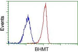 Image no. 2 for anti-Betaine--Homocysteine S-Methyltransferase (BHMT) antibody (ABIN1496916) (BHMT antibody)