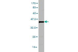 Western Blot detection against Immunogen (36. (BTBD1 antibody  (AA 384-482))