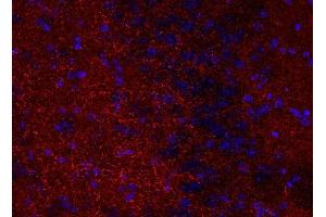 Indirect immunostaining of PFA fixed mouse brain section (1 : 200; red). (Synaptoporin antibody)