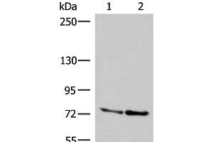 Western blot analysis of A172 and NIH/3T3 cell lysates using DNAJC14 Polyclonal Antibody at dilution of 1:400 (DNAJC14 antibody)